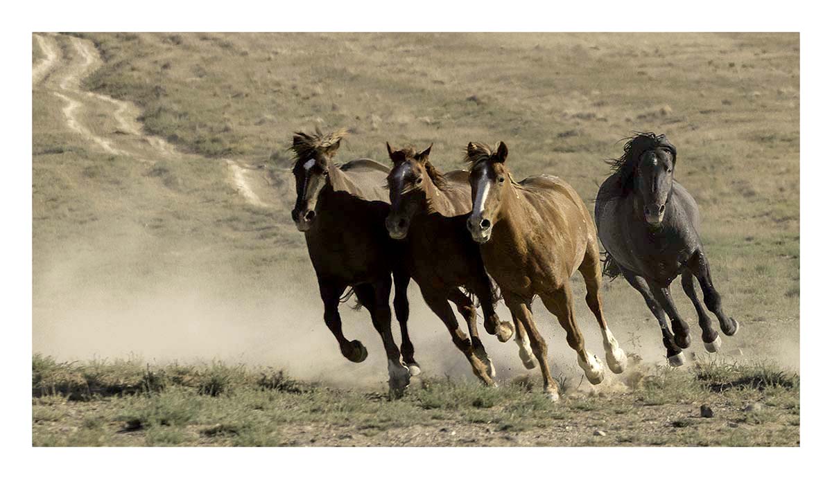 BCJ Wild Horses of Utah